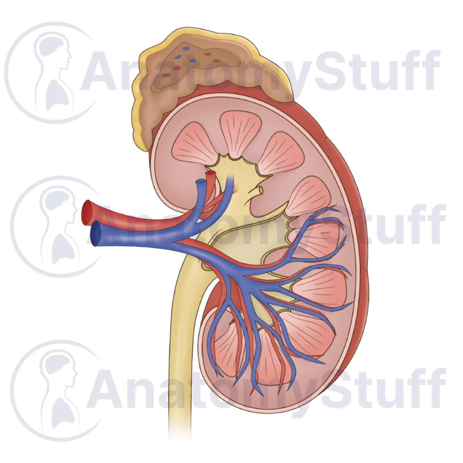 Kidney Cross Section Illustration