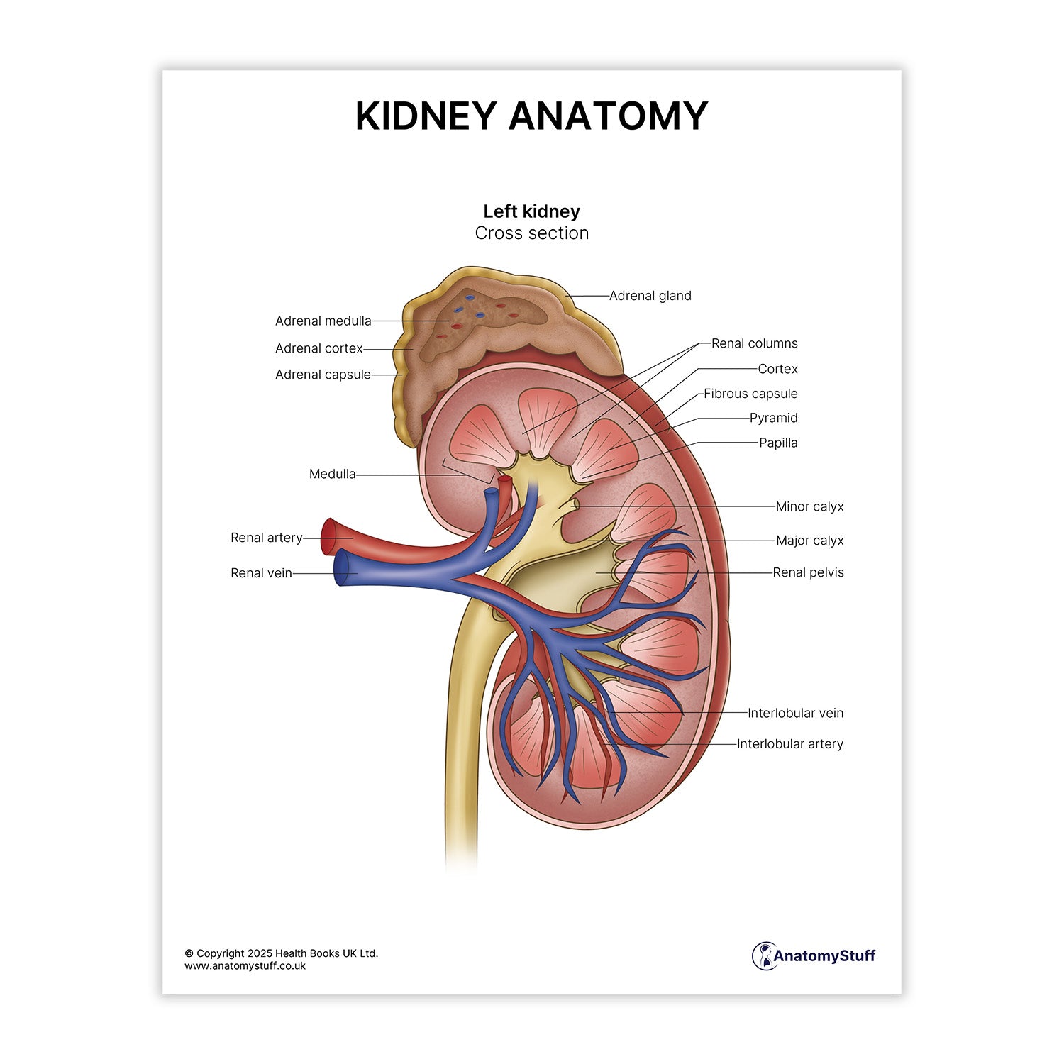 Kidney Anatomy Print (Small 20 x 25 cm)