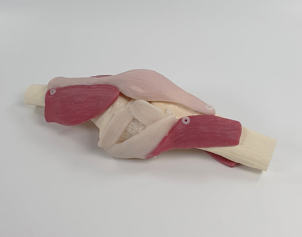 Knee Surgery Trainer L-KNS-01 Image 4