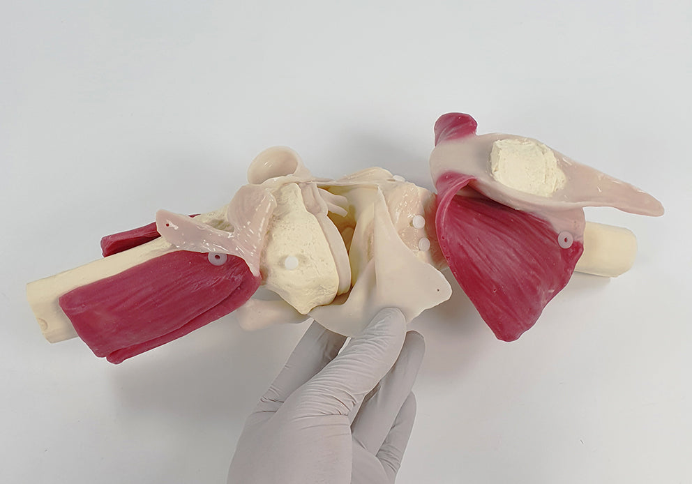 Knee Surgery Trainer L-KNS-01 Image 6