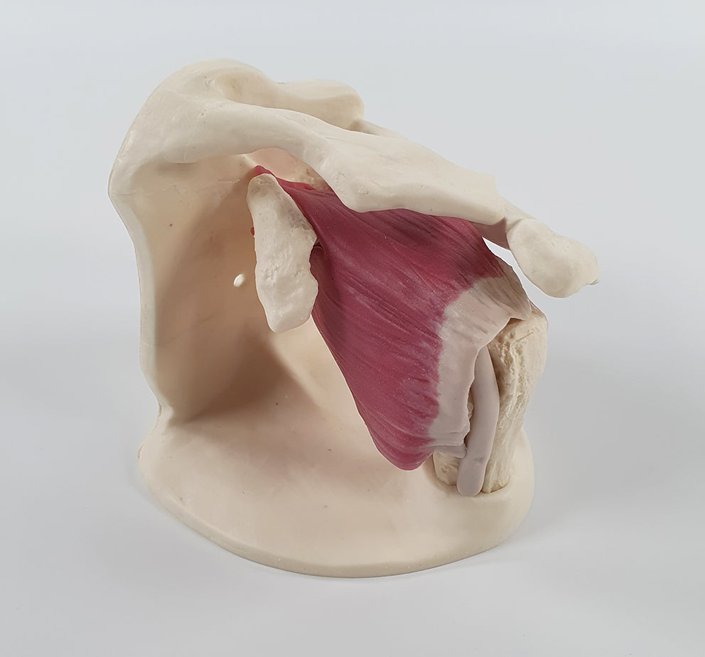 Shoulder Surgery Trainer L-SHS-01 Image 6