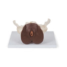 Switch Female Pelvis Skeleton with Genital Organs (3 part) 1024386
 2 image