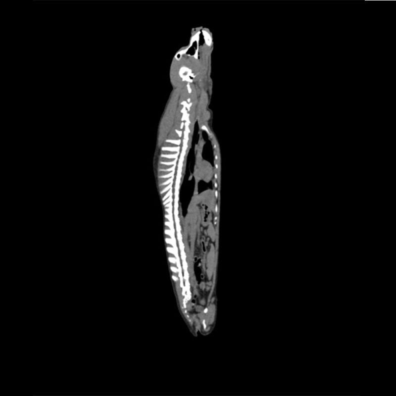 Dog Phantom Models for CT and X-Ray