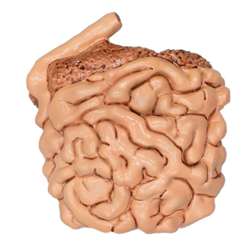 Large Intestine For Didactical Pig Model