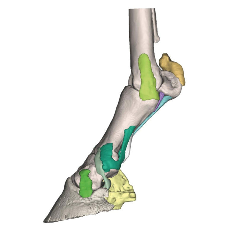Equine Hoof 3D Printed Model - Model 4