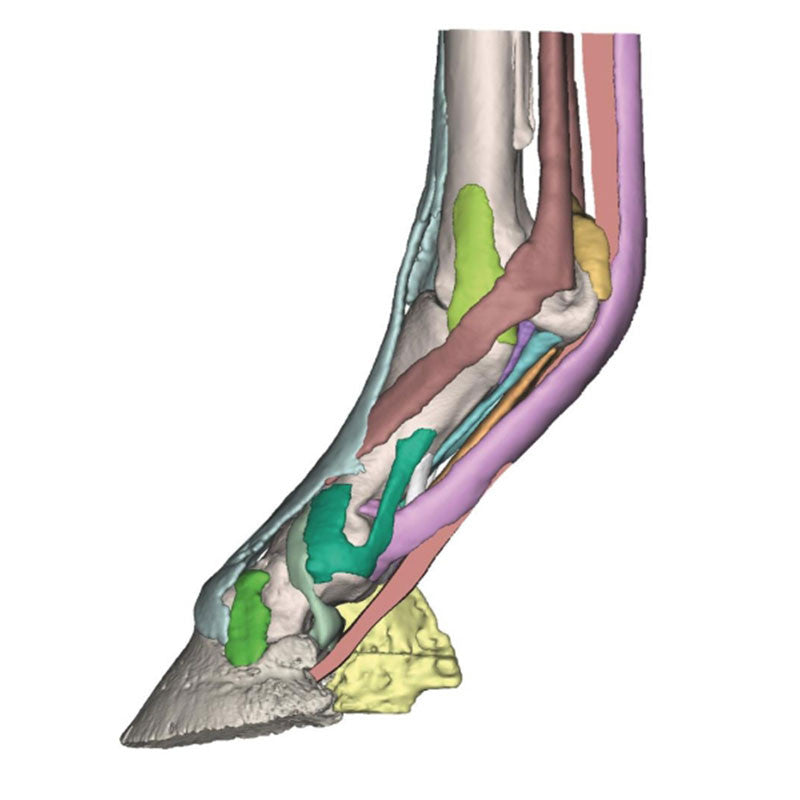 Equine Hoof 3D Printed Model - Model 3