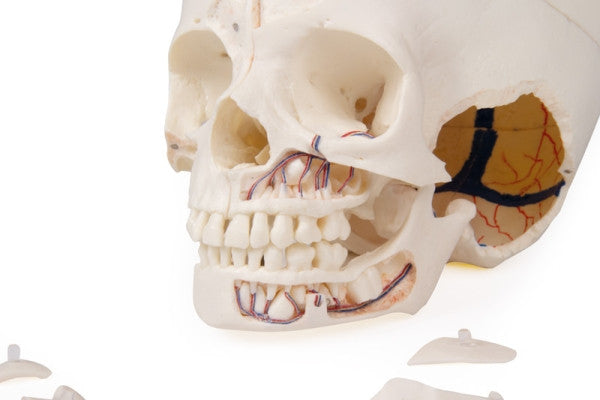 Left cross-section lateral view of child demonstration skull
