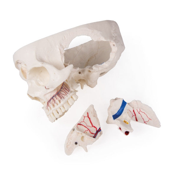 Magnetic Demonstration Skull Model (14 Part)