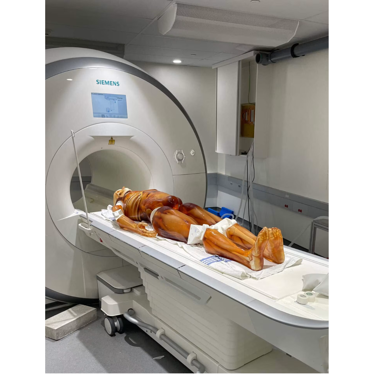 Adult Full Body with Muscles for X-Ray CT, MRI FB-A02 image 7