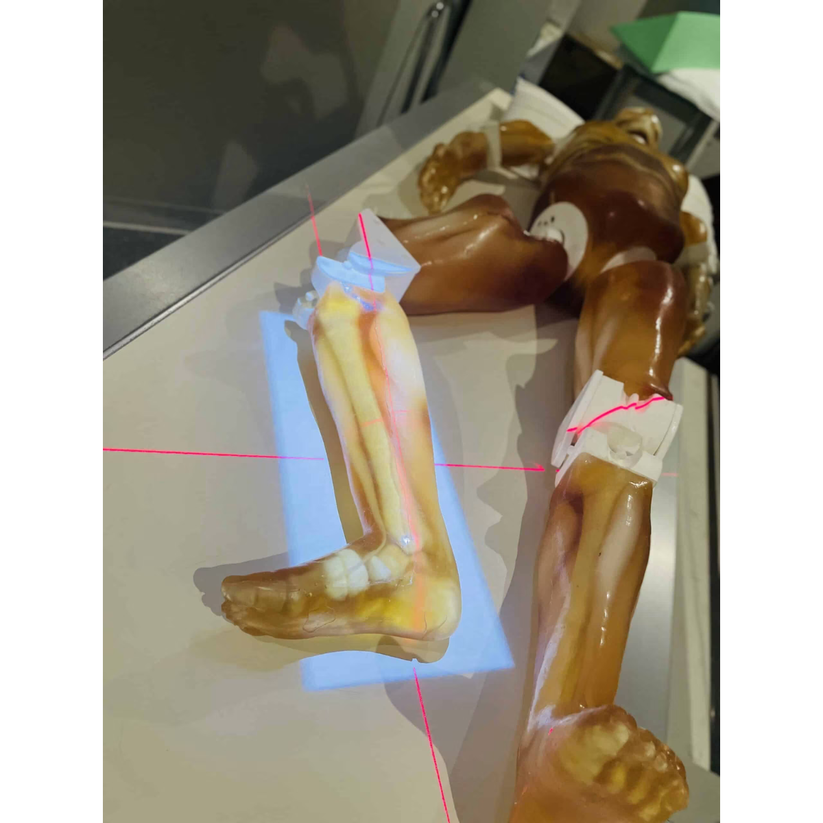 Adult Full Body with Muscles for X-Ray CT, MRI FB-A02 image 11