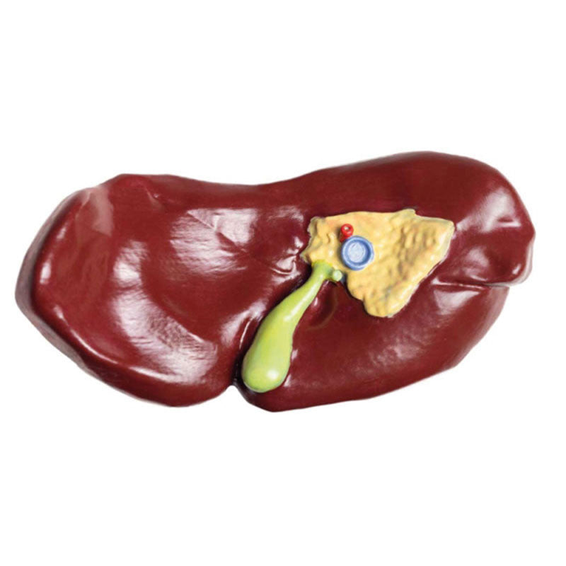 Removeable Liver Insert for Demonstration Cow