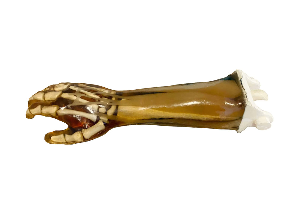 Adult Full Body Phantom with Muscles for X-Ray CT, MRI