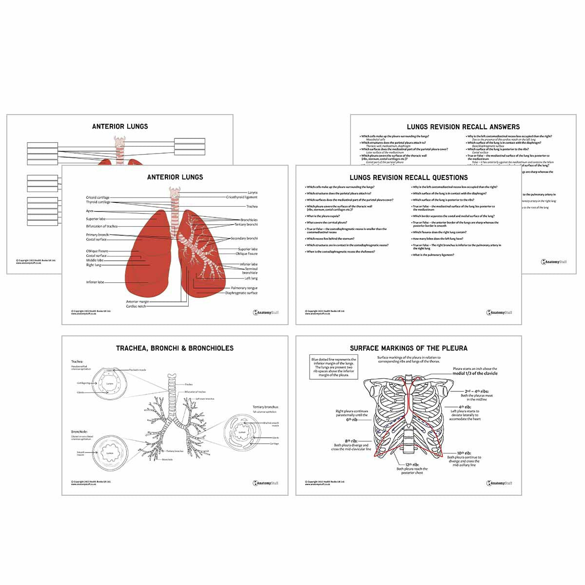 Lung Anatomy Revision Worksheets (Interactive & Printable PDFs)