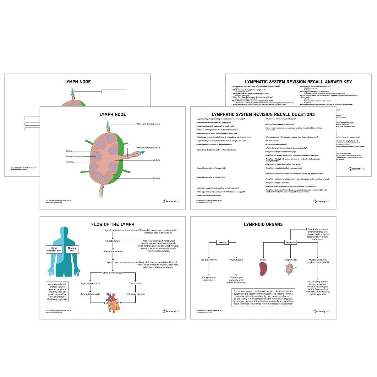 Lymphatic System Anatomy Revision Worksheets (Interactive & Printable PDFs)
