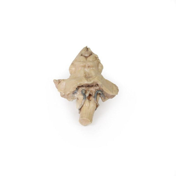 Brain 3D Printed Anatomy Model