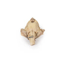 Switch Brain Stem (Isolated Anatomy from Midbrain to Medulla Oblongata) Model 3 image