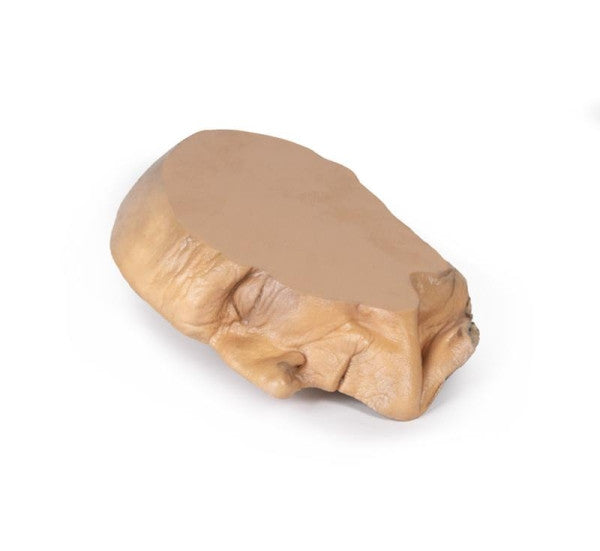 Lateral Aspect of the Median Section Through Head (Sagittal Section of Head with Deep Dissection) Model