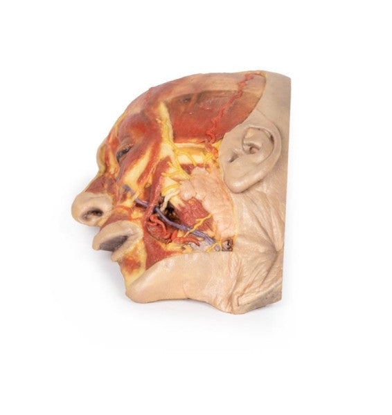 Face 3D Printed Anatomy Model