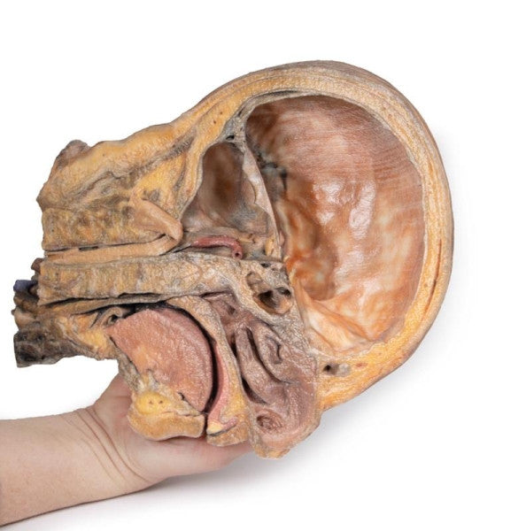 Sagittal Section of Head 3D Printed Anatomy Model