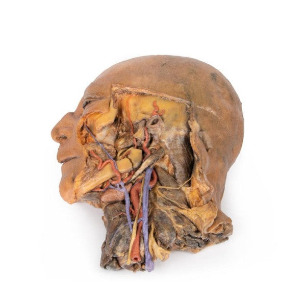 Sagittal Section of Head 3D Printed Anatomy Model