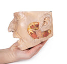 Switch Frontal View of the Parotid Gland and Facial Nerve Dissection Model 2 image