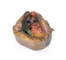 Switch Anterior View of the Pericardial Space 3D Printed Anatomy Model 2 image