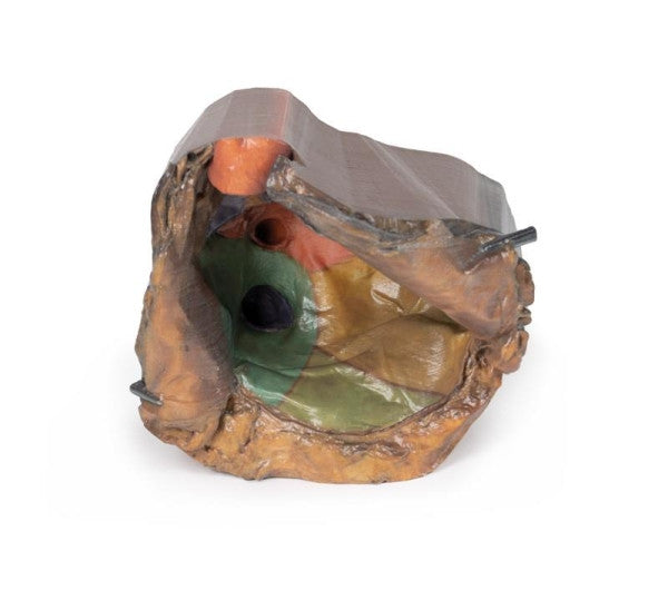 Pericardial Space 3D Printed Anatomy Model