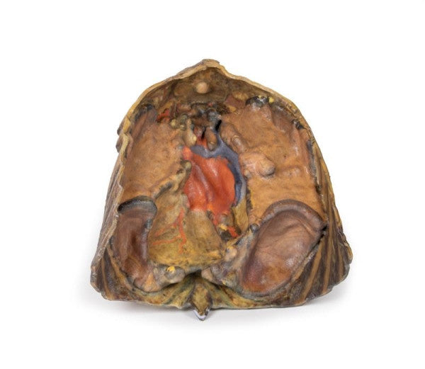 Thorax Anatomy 3D Printed Anatomy Model
