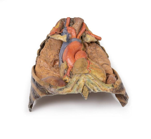 Thorax Anatomy 3D Printed Anatomy Model