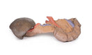 Switch Posterior Aspect of the Spleen and Pancreas Model 2 image