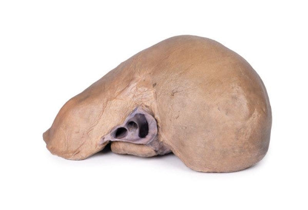 Inferior aspect of the liver with vessels and gallbladder model