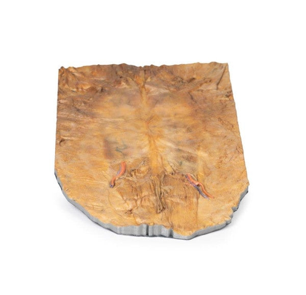 Body Wall 3D Printed Anatomy Model