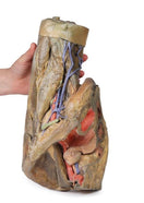 Switch Inferior aspect of the female hemipelvis and thigh model 3 image