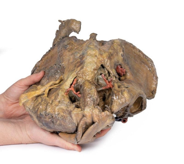 Female Pelvis 3D Printed Anatomy Model