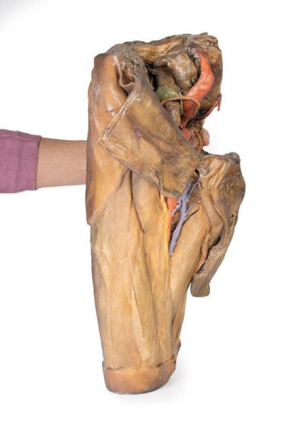 Male Pelvis 3D Printed Anatomy Model