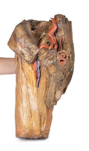 Male Pelvis 3D Printed Anatomy Model