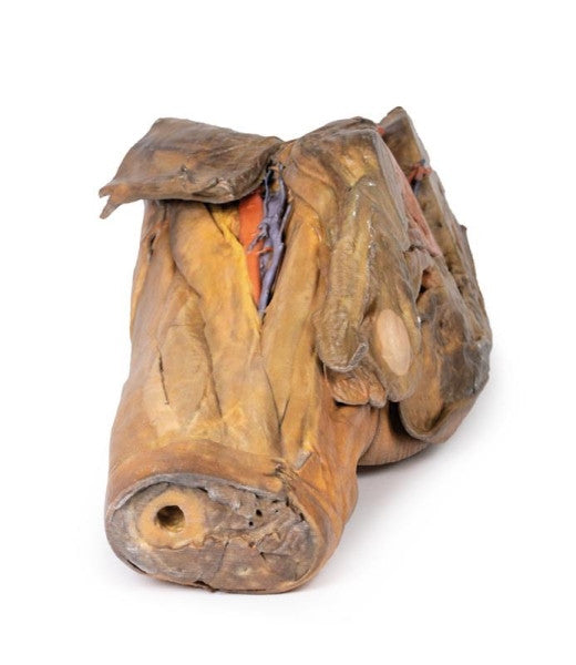 Male Pelvis 3D Printed Anatomy Model