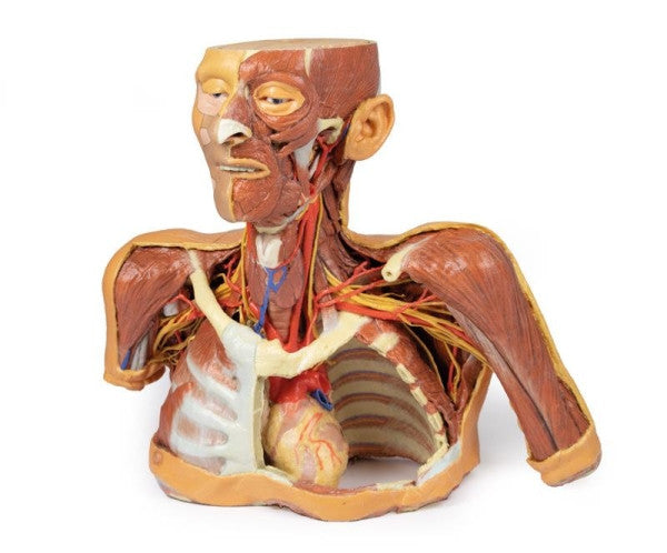 Head and Neck 3D Printed Anatomy Model