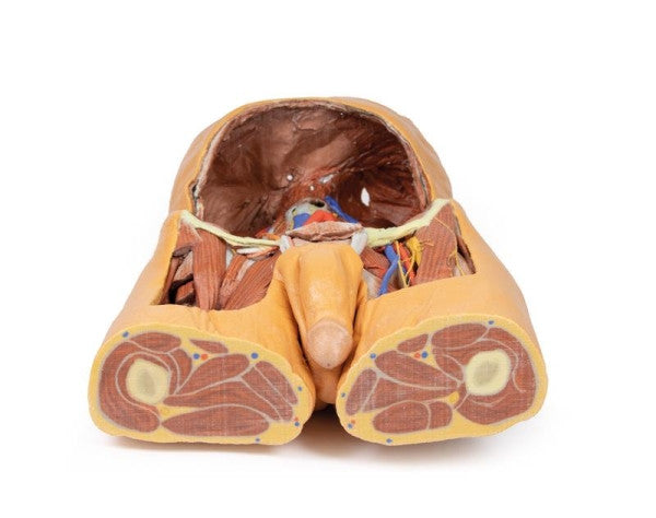 Body Wall 3D Printed Anatomy Model