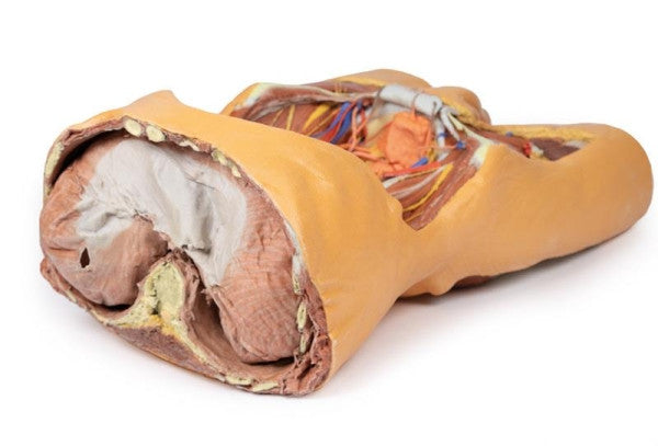 Body Wall 3D Printed Anatomy Model
