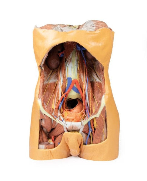Posterior Abdominal Wall Model
