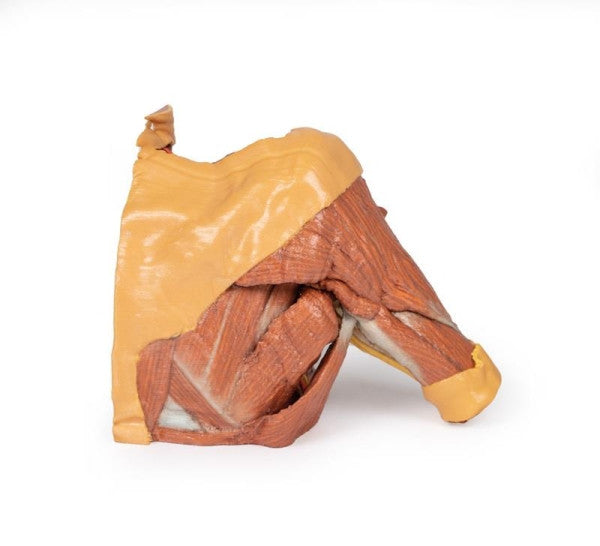 Body Wall 3D Printed Anatomy Model