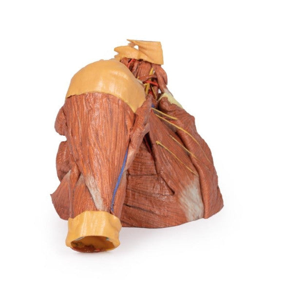 Body Wall 3D Printed Anatomy Model
