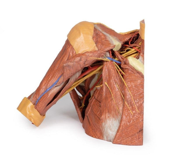Right Thoracic Wall (Axilla and the Root of the Neck) Model