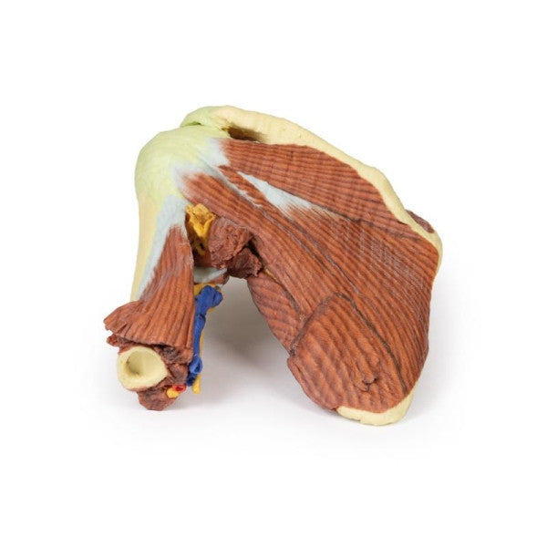 Shoulder 3D Printed Anatomy Model
