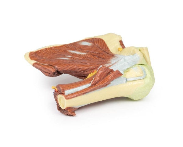 Shoulder 3D Printed Anatomy Model