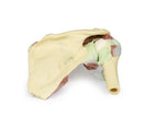 Switch Posterior Aspect of the Shoulder (Deep Dissection of a Right Shoulder Girdle, Preserving a Complete Scapula, Lateral Clavicle, and Proximal Humerus) Model 2 image