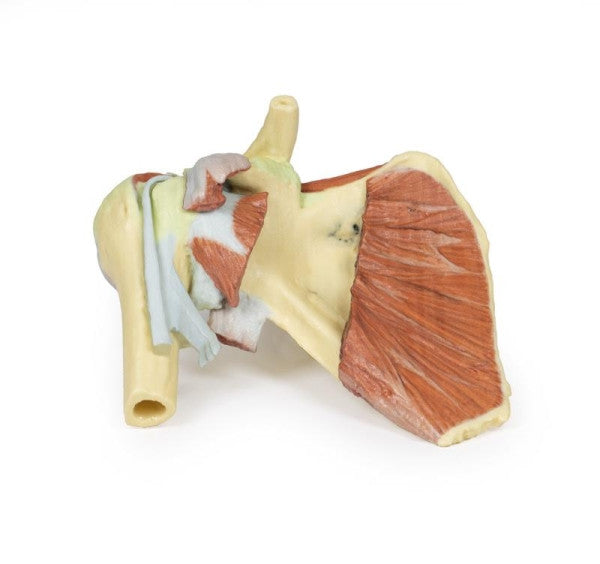Shoulder 3D Printed Anatomy Model