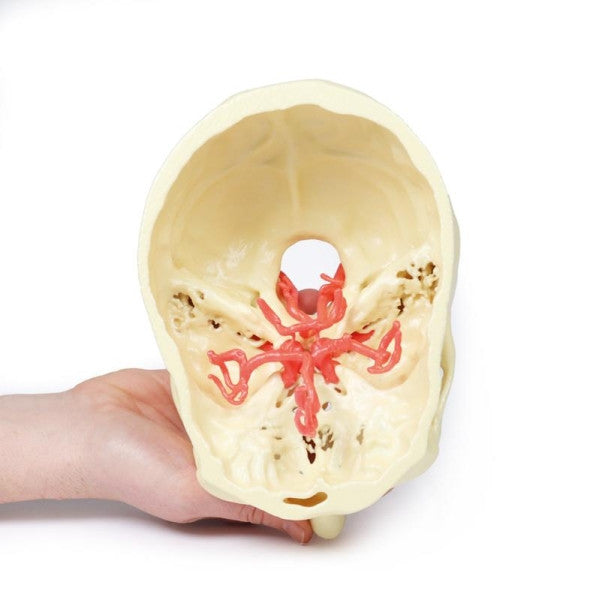 Brain Circulation 3D Printed Anatomy Model