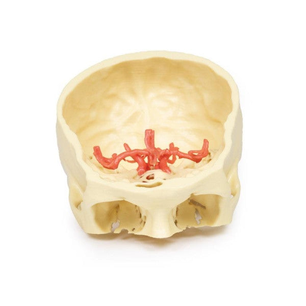 Brain Circulation 3D Printed Anatomy Model